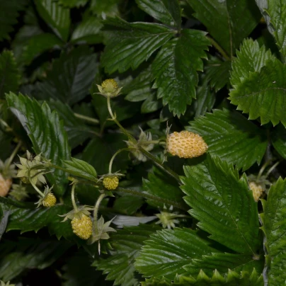 Jahodník měsíční Yellow Wonder - Fragaria vesca - semena - 200 ks