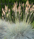Kostřava ovčí - Festuca ovina - semena - 50 ks