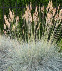 Kostřava ovčí - Festuca ovina - semena - 50 ks