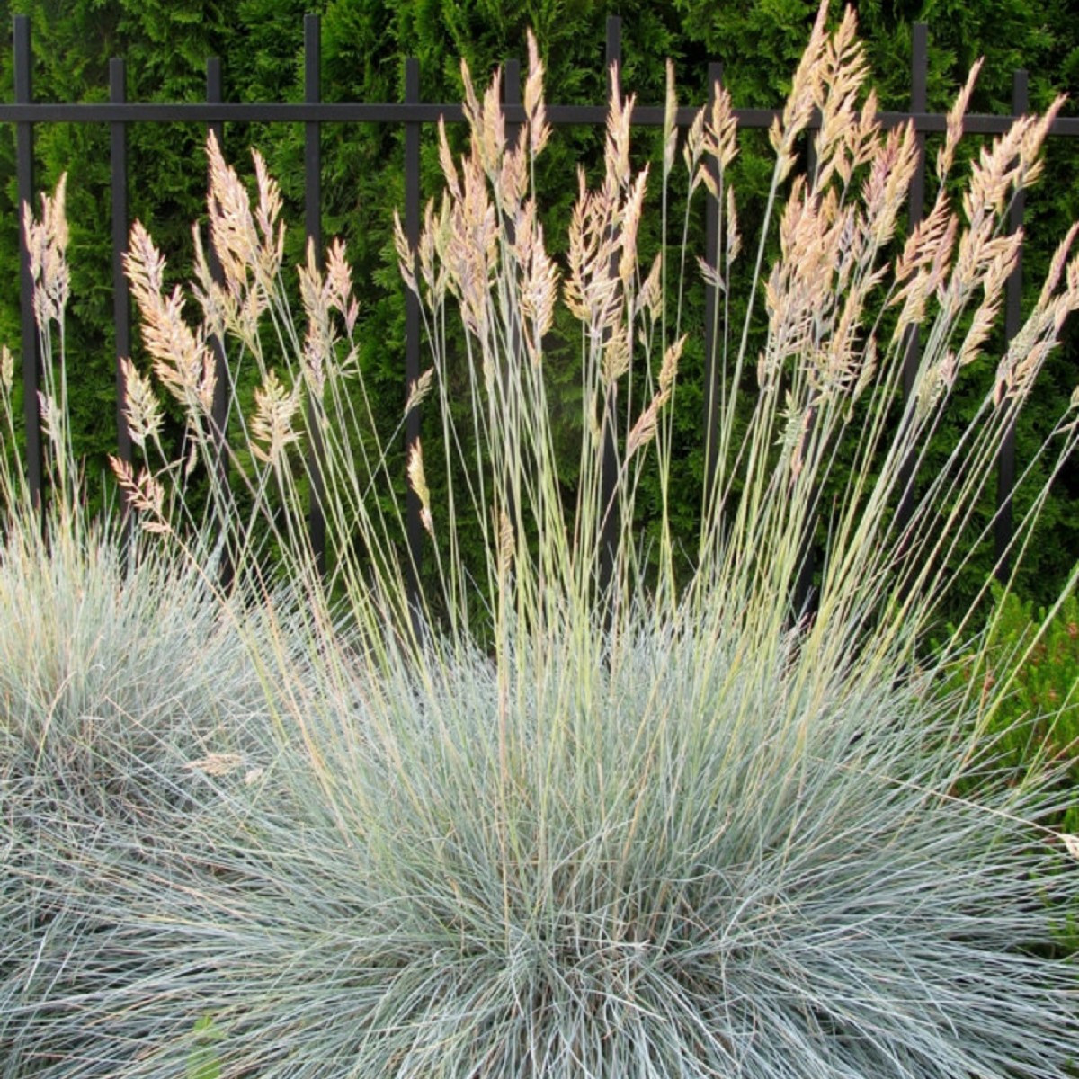 Kostřava ovčí - Festuca ovina - semena - 50 ks