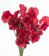 Hrachor vonný královský Scharlach - Lathyrus odoratus - semena - 16 ks