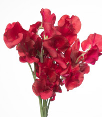 Hrachor vonný královský Scharlach - Lathyrus odoratus - semena - 16 ks
