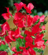 Hrachor vonný královský Scharlach - Lathyrus odoratus - semena - 16 ks