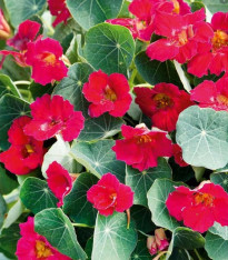 Lichořeřišnice nízká Baby Deep Rose - Kapucínka - Tropaeolum minus - semena - 8 ks