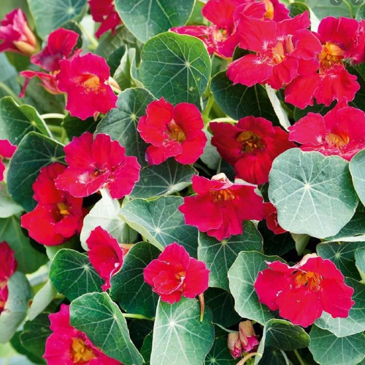 Lichořeřišnice nízká Baby Deep Rose - Kapucínka - Tropaeolum minus - semena - 8 ks