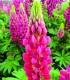 Lupina mnoholistá Lupini Red - Vlčí bob - Lupinus polyphyllus - semena - 15 ks