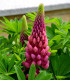 Lupina mnoholistá Lupini Red - Vlčí bob - Lupinus polyphyllus - semena - 15 ks