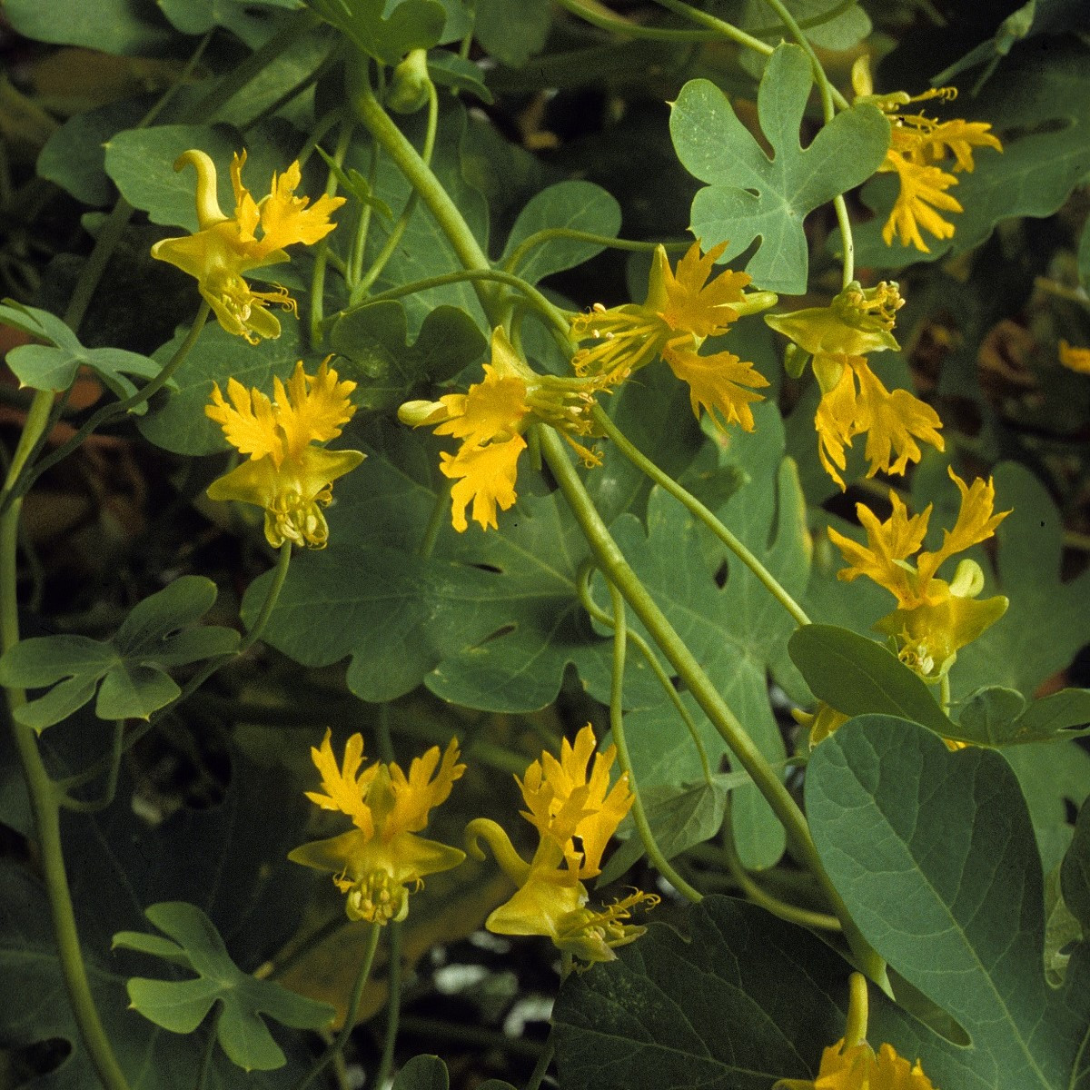Lichořeřišnice vysoká kanárská - Kapucínka - Tropaeolum peregrinum - semena - 10 ks