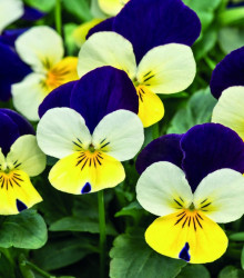 Violka rohatá Lemon Purple Wing - Viola cornuta - semena - 20 ks