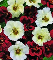 Lichořeřišnice nízká Ebony and Ivory - Kapucínka - Tropaeolum minus - semena - 15 ks