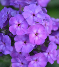 Plaménka fialová - Phlox - prostokořenné sazenice - 1 ks