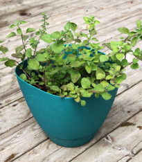 BIO Řecké oregano - Origanum hirtum - bio semena - 250 ks