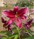 Lilie Miss Feya - Lilium - cibuloviny - 1 ks