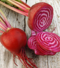 Řepa salátová Chioggia - Beta vulgaris - semena - 50 ks