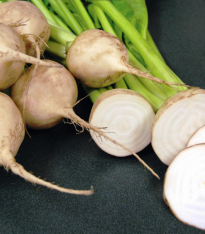 Řepa salátová Avalanche - Beta vulgaris - semena - 50 ks