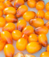 Rajče Indigo Pear Drops - Solanum lycopersicum - semena - 5 ks