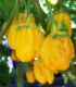 Chilli 7 Pot Bubblegum Yellow - Capsicum chinense - semena - 7 ks