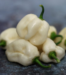 Chilli Bhut Jolokia bílé - Capsicum chinense - semena - 5 ks
