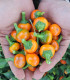 Chilli Korál oranžové - Capsicum annuum - semena - 15 ks