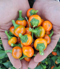 Chilli Korál oranžové - Capsicum annuum - semena - 15 ks