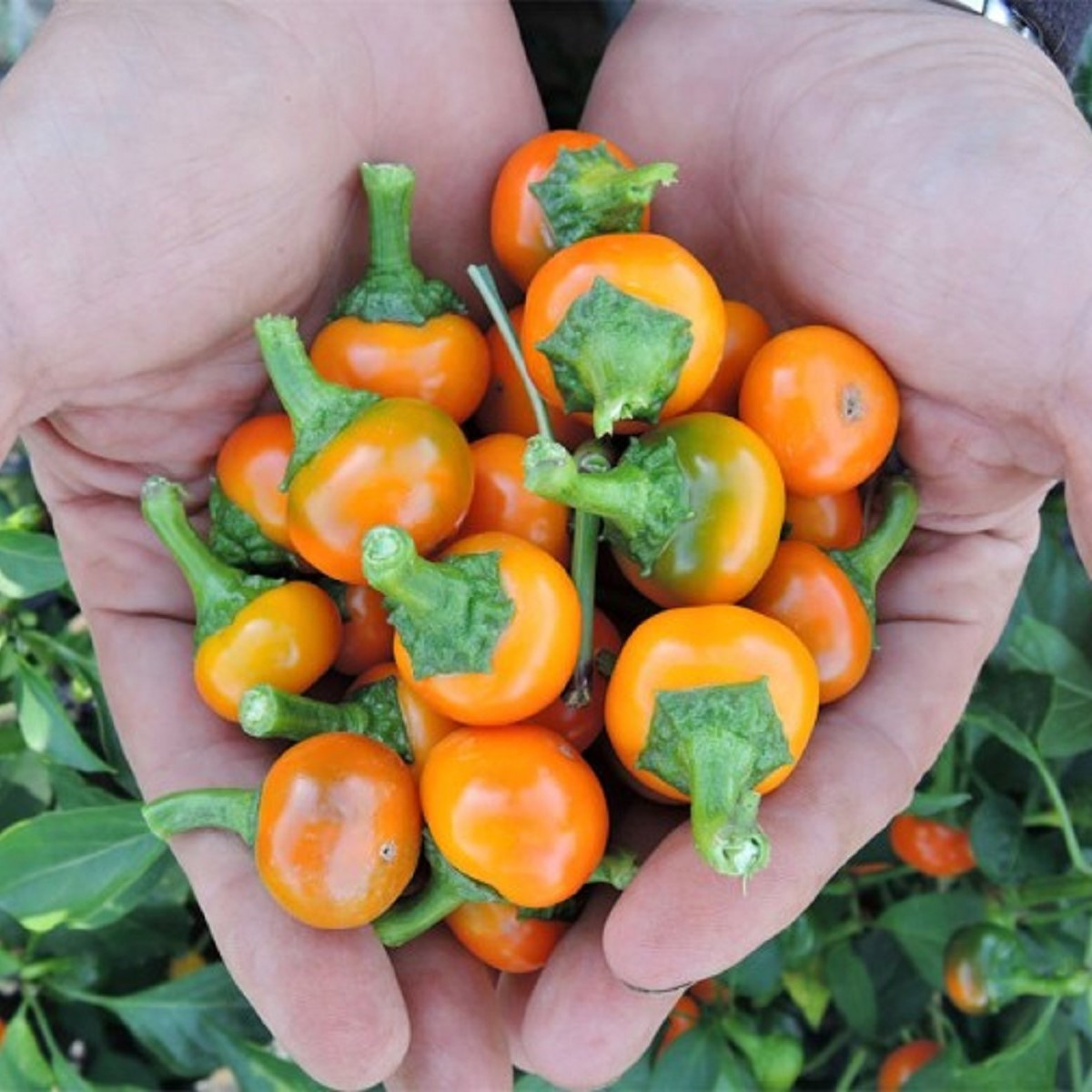 Chilli Korál oranžové - Capsicum annuum - semena - 15 ks