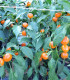 Chilli Korál oranžové - Capsicum annuum - semena - 15 ks