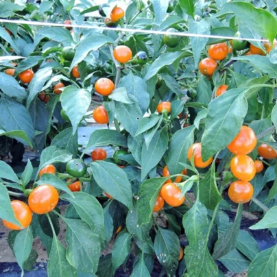 Chilli Korál oranžové - Capsicum annuum - semena - 15 ks