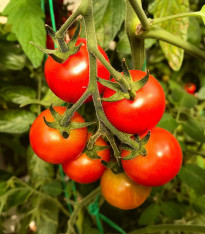 Rajče Resibella - Solanum lycopersicum - semena - 6 ks