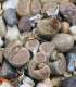 Lithops dinteri Dintergreen - semena - 10 ks
