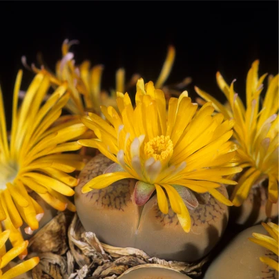 Lithops euniceae Fluminalis - semena - 10 ks