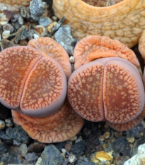 Lithops euniceae Fluminalis - semena - 10 ks