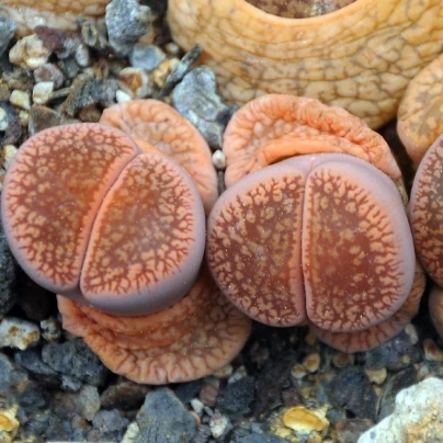 Lithops euniceae Fluminalis - semena - 10 ks