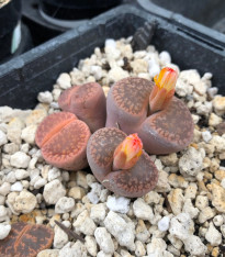 Lithops aucampiae Rudesheim Shiraz - semena - 10 ks