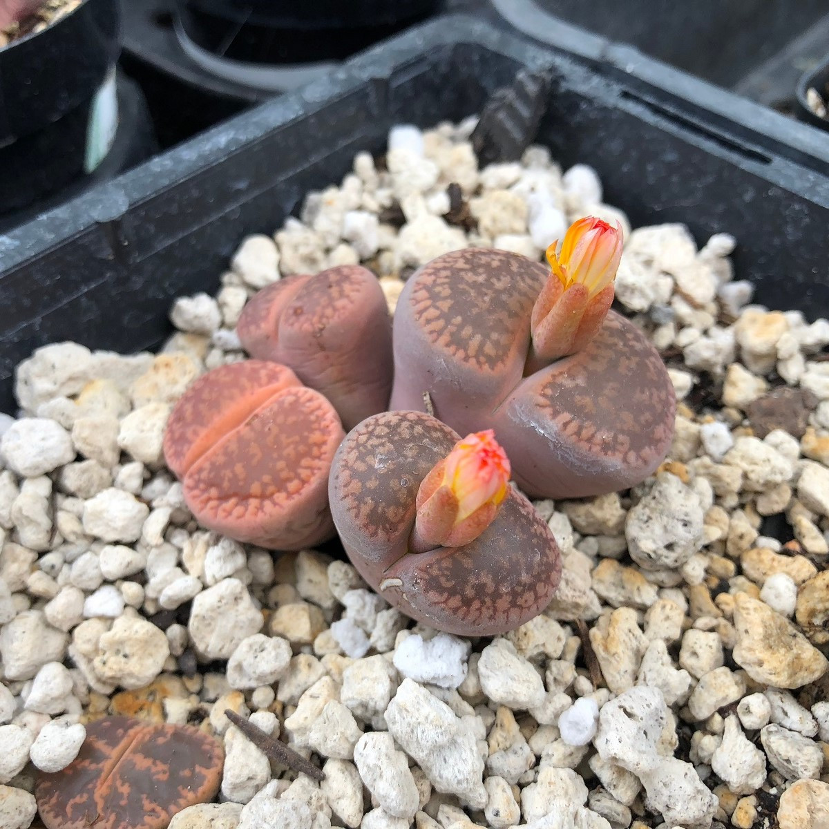 Lithops aucampiae Rudesheim Shiraz - semena - 10 ks