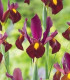Kosatec Red Ember - Iris hollandica - cibuloviny - 3 ks