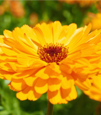 Měsíček lékařský Plamen Plus - Calendula officinalis - semena - 85 ks