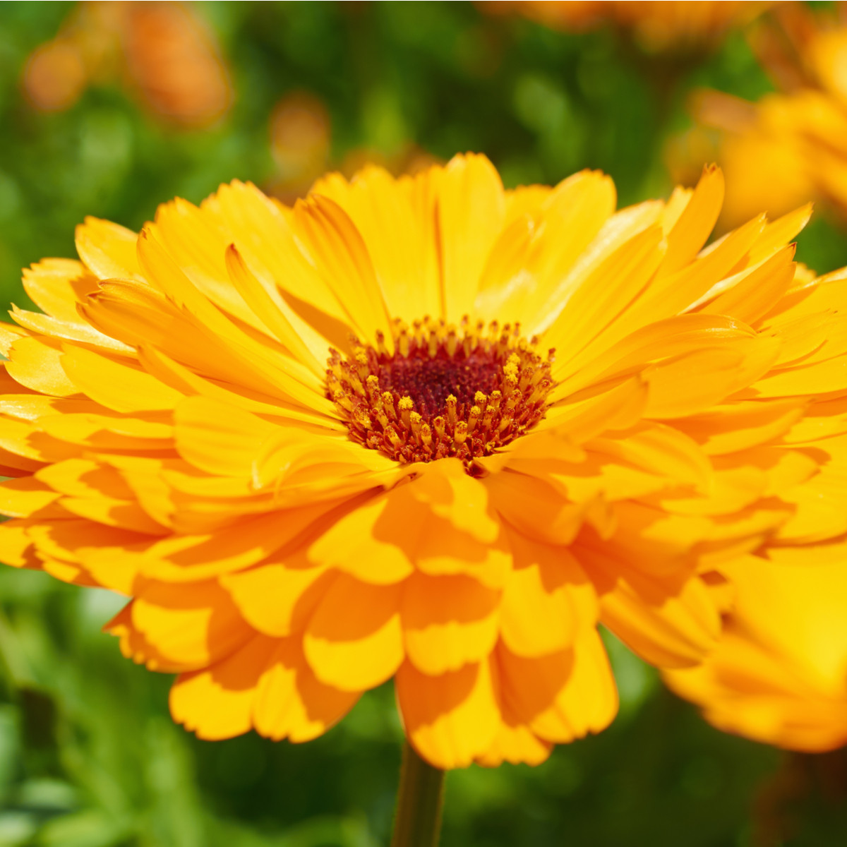 Měsíček lékařský Plamen Plus - Calendula officinalis - semena - 85 ks