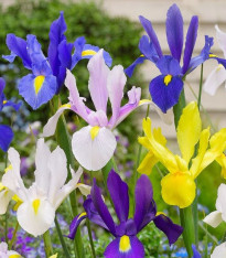 Holandské kosatce směs - Iris hollandica - cibuloviny - 5 ks
