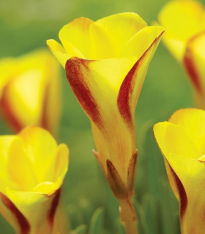 Šťavel dvoubarevný Golden Cape - Oxalis - cibuloviny - 1 ks