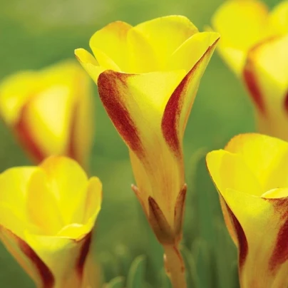 Šťavel dvoubarevný Golden Cape - Oxalis - cibuloviny - 1 ks