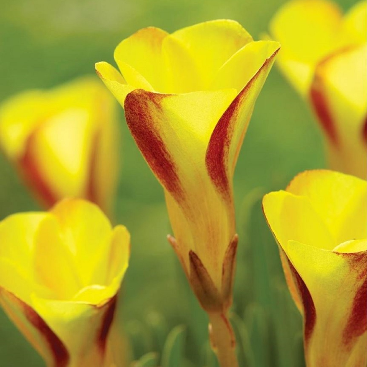 Šťavel dvoubarevný Golden Cape - Oxalis - cibuloviny - 1 ks