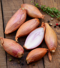 Cibule šalotka zimní Griselle - Allium cepa var. ascalonicum - cibulky - 4 ks