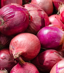 Cibule sazečka zimní Rote Winter - Allium cepa - cibulky - 50 ks