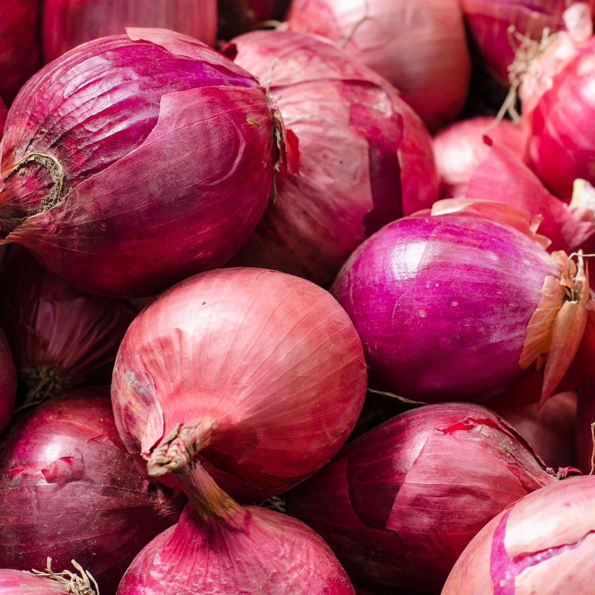 Cibule sazečka zimní Rote Winter - Allium cepa - cibulky - 50 ks