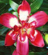 Lilie Double Sensation - Lilium - cibuloviny - 1 ks
