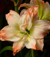 Hvězdník Aphrodite - Hippeastrum - cibuloviny - 1 ks