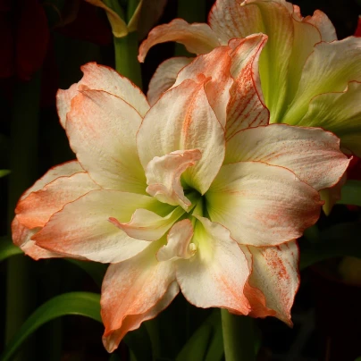 Hvězdník Aphrodite - Hippeastrum - cibuloviny - 1 ks