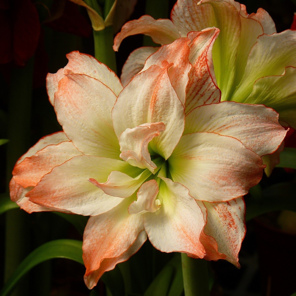 Hvězdník Aphrodite - Hippeastrum - cibuloviny - 1 ks