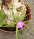 Tučnice mexická - Pinguicula moctezumae - semena - 13 ks