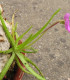 Tučnice mexická - Pinguicula moctezumae - semena - 13 ks